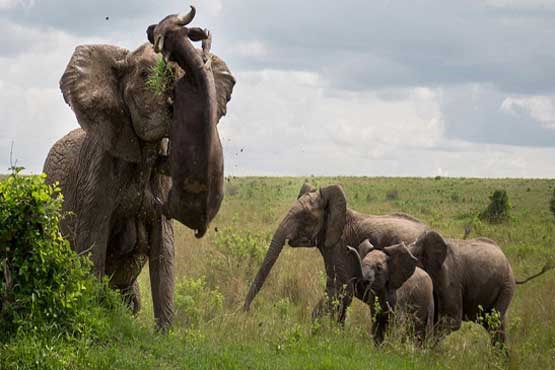 وقتی فیل، گاومیش را به هوا برد! + عکس