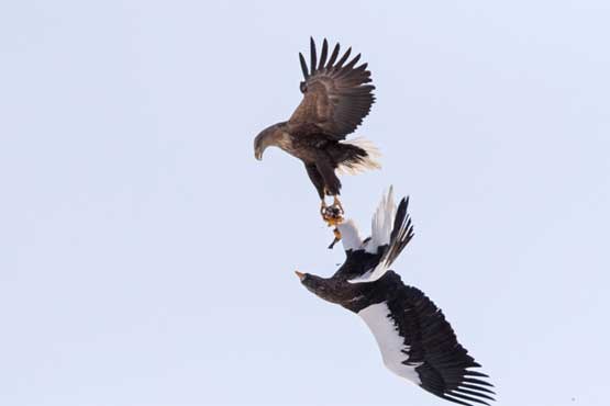 زورگیری عقاب در آسمان! + عکس
