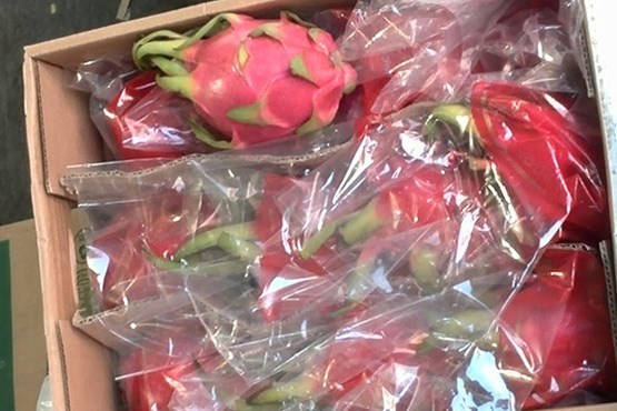واکنش وزارت جهاد به توزیع میوه‌های خارجی در تهران + عکس