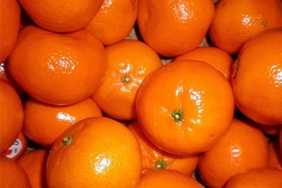 حمایت وزارت جهاد کشاورزی از صادرات پرتقال و نارنگی
