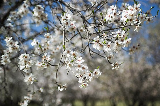 شکفتن شکوفه های درختان بادام در منطقه مهارلو