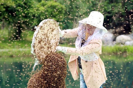 رکورد پوشش زنبوری در گینس شکسته شد + عکس