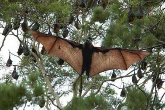 خفاش ها ناقل ویروس تبخال به انسان