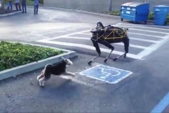 رویارویی سگ واقعی با سگ روباتیک