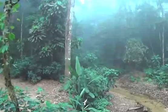 جنگل تیجوکا
