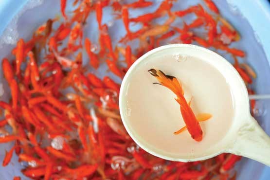 ماهی قرمز کم خطرترین در انتقال بیماری‌ها، از دست فروش نخرید