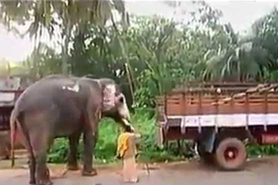 سوار شدن فیل در کامیون