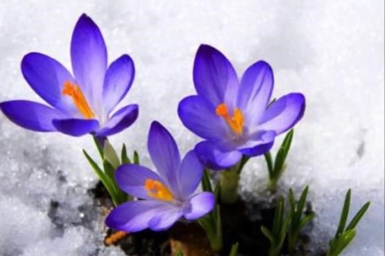 خودنمایی گل‌های بهاری در برف + اسلاید شو