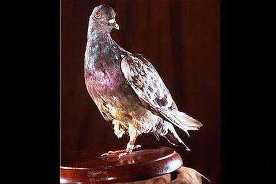 کبوتری که جان 194 نفر را نجات داد +عکس