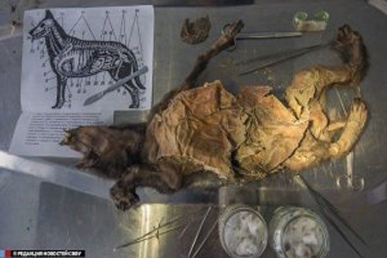 مغز توله سگ 12 هزار ساله