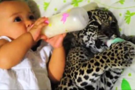 شیر خوردن دختر بچه 8 ماهه و بچه پلنگ
