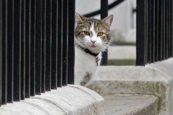 وزارت امور خارجه انگلیس، گربه استخدام کرد!