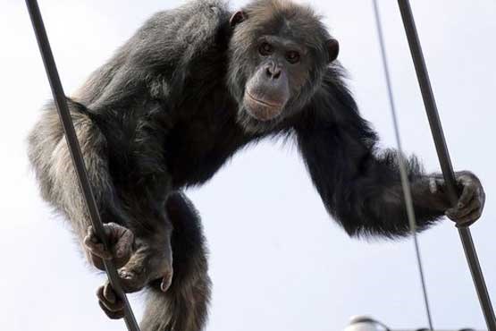 فرار تماشایی شمپانزه از باغ وحش
