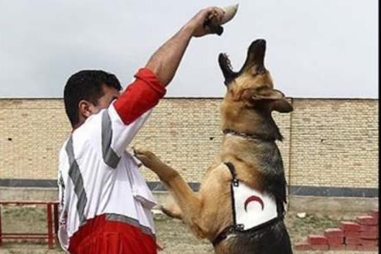 مرگ باهوش‌ترین «سگ نجات» ایران