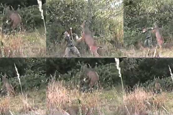 تنبیه شدید یک شکارچی توسط گوزن (فیلم)