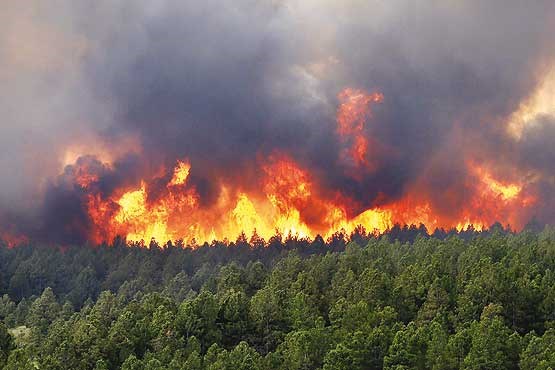 جنگل‌ها در آتش زمین‌خواری می‌سوزند
