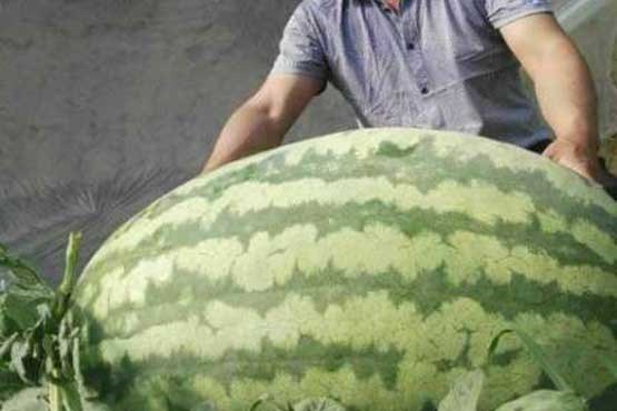 هندوانه 80 کیلویی در چین+عکس