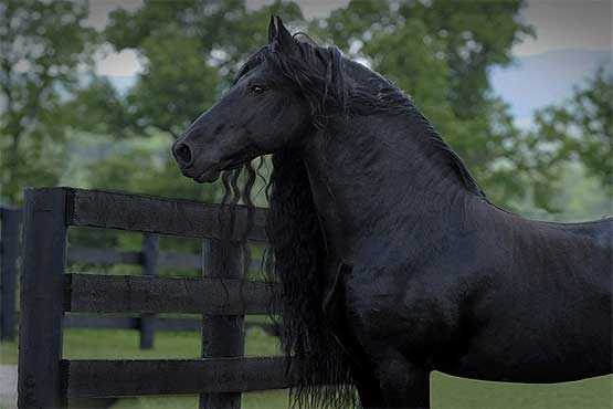 زیباترین اسب دنیا + عکس