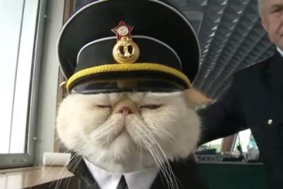 گربه‌ها یی که خدمه‌ کشتی هستند