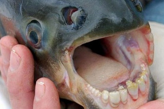 کشف ماهی با دندان‌هایی شبیه به انسان