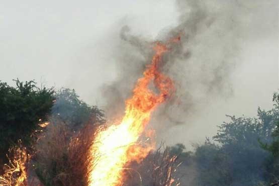 آتش‌سوزی گسترده در جنگل‌های پاسارگاد