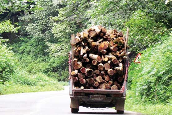 قاچاق چوب؛ جای خالی حفاظت نرم