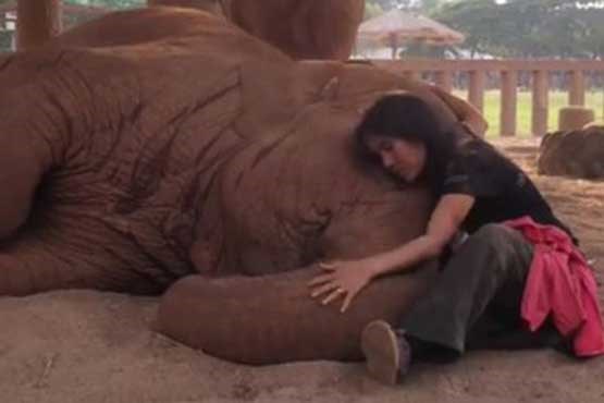 لالایی برای فیل های مبتلا به تنش روانی در تایلند