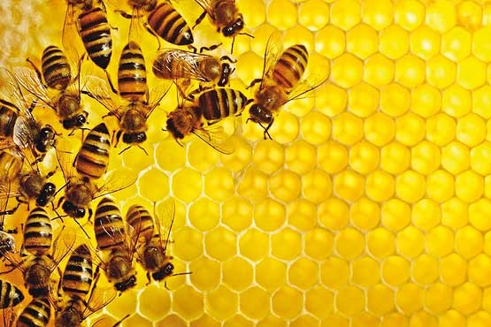 کلید شناسایی عسل طبیعی