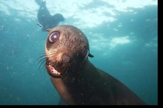 تصاویری شگفت انگیز  از دنیای حیوانات زیر آب + اسلاید شو