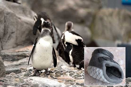 ساخت کفش برای پنگوئن معلول+تصاویر