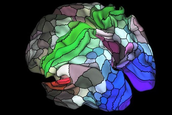 ۱۰۰ ناحیه جدید در مغز کشف شد!