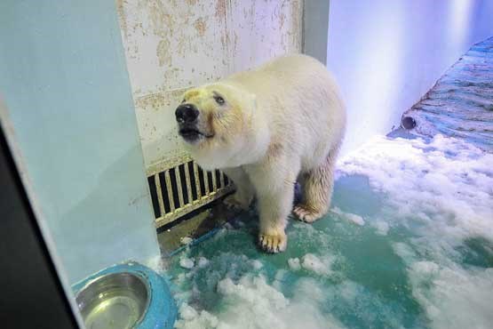 غمگین ترین خرس قطبی جهان + عکس
