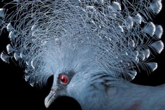 این کبوتر تاجدار زیبا در حال انقراض است + عکس
