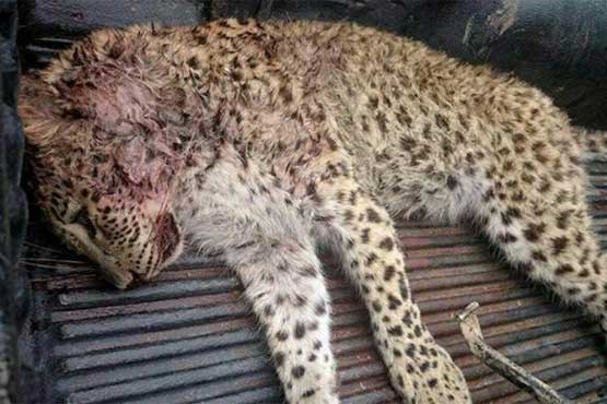 شکارچیان یک توله پلنگ را در مازندران کشتند + عکس