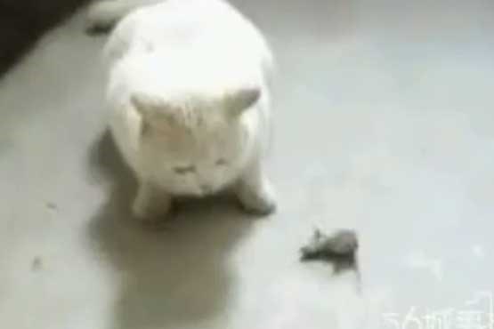 ملق بازی موش جلوی گربه