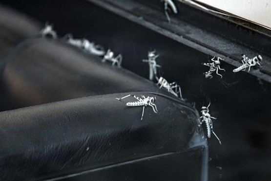 حمله با حشرات به دو رستوران در انگلیس ! +عکس