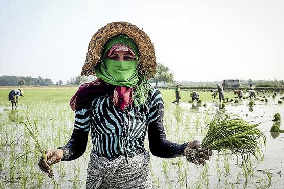 کاشت برنج در مازندران+ اسلاید شو