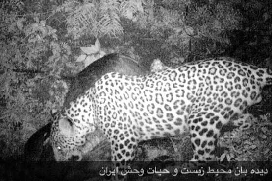 پلنگ ایرانی پس از شکار گاو +عکس