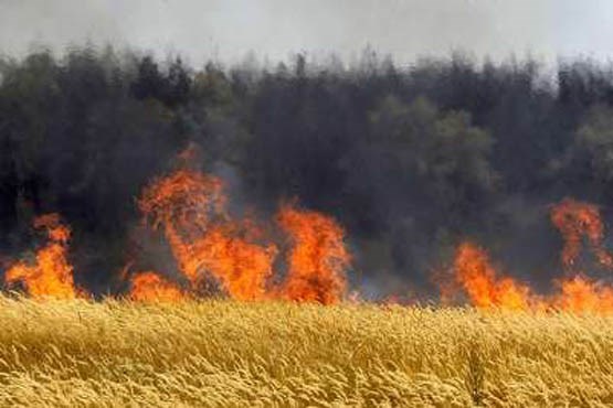 کشاورز 82 ساله در آتش‌سوزی مزرعه سوخت