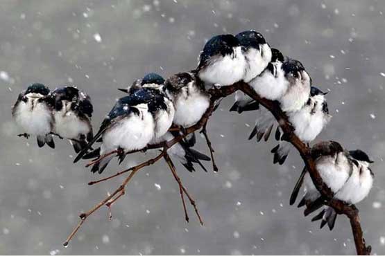 تصاویری دیدنی از مقابله پرندگان با هوای سرد +عکس