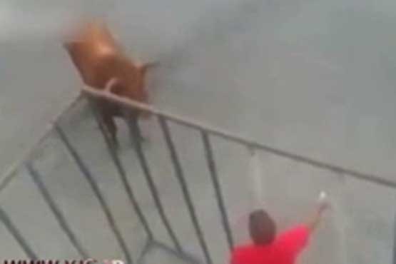 حمله غافلگیرانه گاو وحشی به یک مرد در قفس