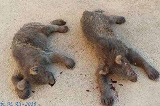 دو توله خرس قهوه‌ای در سمنان کشته شدند +عکس