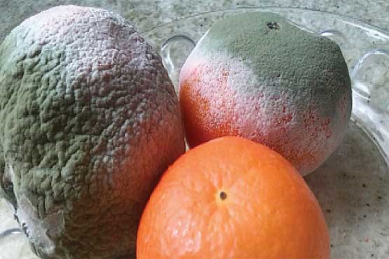 شاید باورتان نشود ولی این میوه ها سرطان‌زا هستند+ روش شناسایی