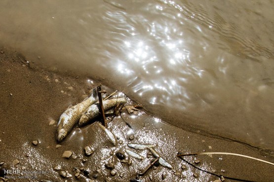 قتل‌عام ماهیان دریاچه شورابیل + عکس