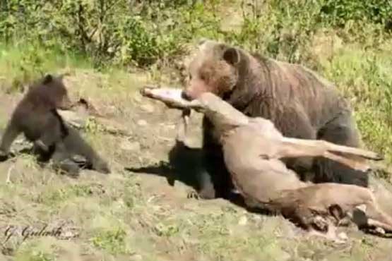 شکار آهو توسط خرس  گریزلی
