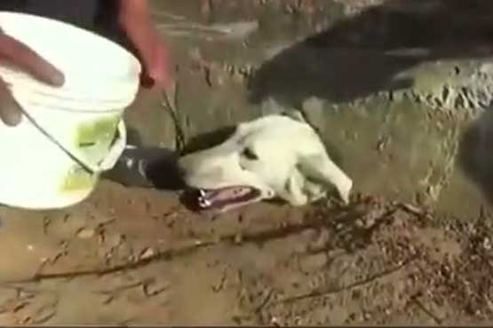 نجات سگ از حادثه عجیب در پرو