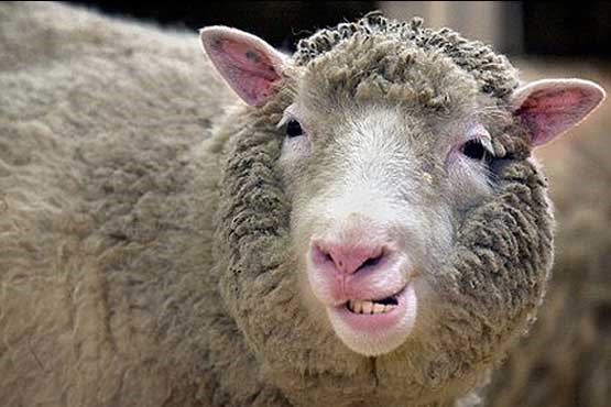 گوسفندی که خودکشی کرد