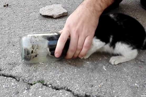 نجات سر گربه از بطری شیشه ای