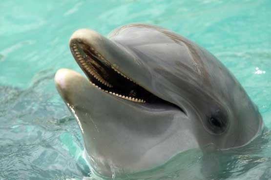 سلفی گرفتن توریست‌ها به قیمت مرگ بچه دلفین