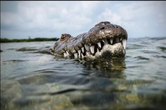 عکس‌هایی از کمین تمساح در زیر آب  + فتو کلیپ